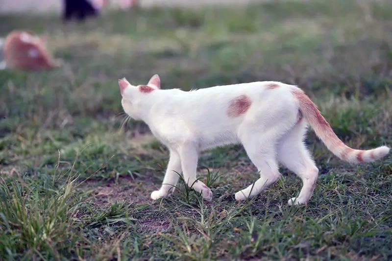 ガーデニング中の猫対策